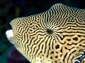 Pufferfish