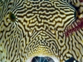 Pufferfish