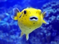 Pufferfish