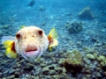 Pufferfish