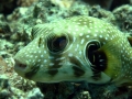 Pufferfish
