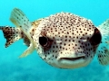 Pufferfish