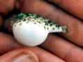 Pufferfish