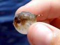 Pufferfish
