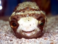 Pufferfish