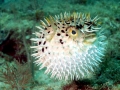 Pufferfish