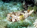 Pufferfish