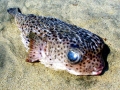Pufferfish