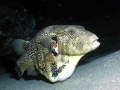 Pufferfish