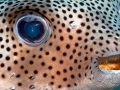 Pufferfish