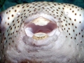 Pufferfish