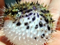 Pufferfish