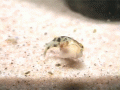 Pufferfish