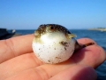 Pufferfish