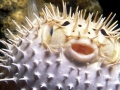 Pufferfish