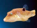 Pufferfish