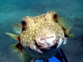 Pufferfish