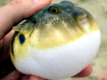 Pufferfish