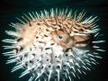 Pufferfish