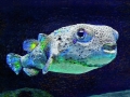 Pufferfish