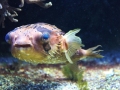 Pufferfish