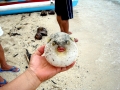 Pufferfish