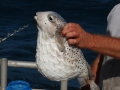 Pufferfish