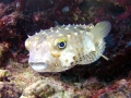 Pufferfish