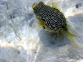 Pufferfish