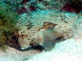 Pufferfish
