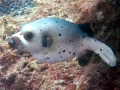 Pufferfish