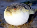 Pufferfish