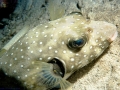Pufferfish