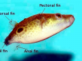 Pufferfish