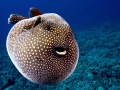 Pufferfish