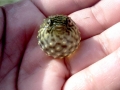 Pufferfish