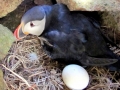 Puffin