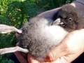 Puffin