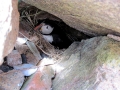 Puffin