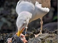 Puffin