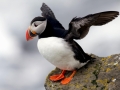 Puffin