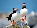 Puffin