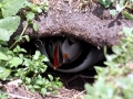 Puffin