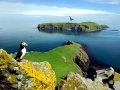 Puffin