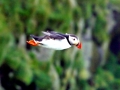 Puffin