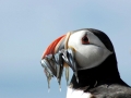 Puffin