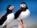 Puffin