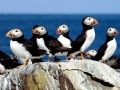 Puffin