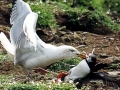 Puffin