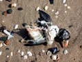 Puffin